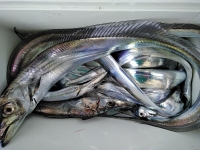 おおせき丸 釣果