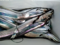 おおせき丸 釣果