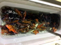 オーシャンマスター 釣果