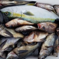 オーフリー 釣果