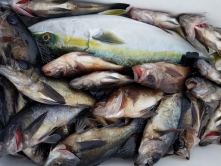 オーフリー 釣果