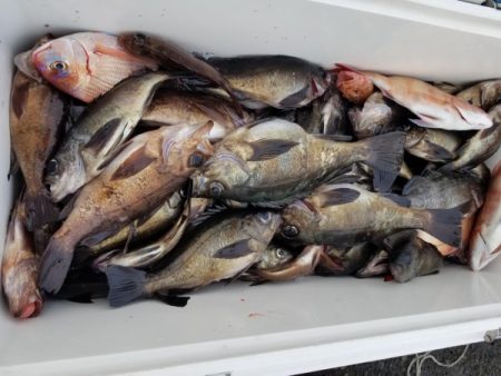 オーフリー 釣果