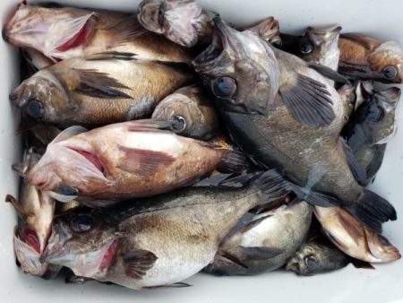 オーフリー 釣果