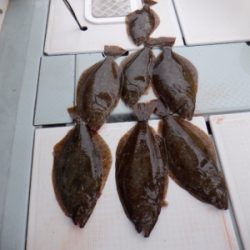 遊漁船 幸友丸 釣果