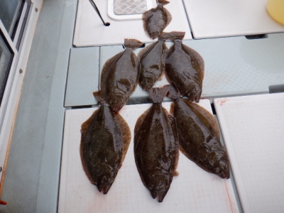 遊漁船 幸友丸 釣果