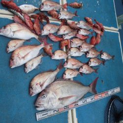 十八宝洋丸 釣果