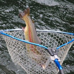 小菅トラウトガーデン 釣果