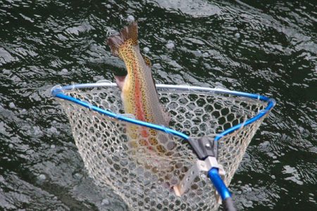 小菅トラウトガーデン 釣果