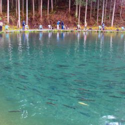 小菅トラウトガーデン 釣果