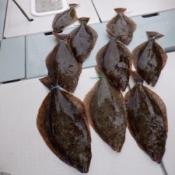 遊漁船 幸友丸 釣果