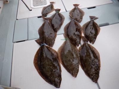 遊漁船 幸友丸 釣果