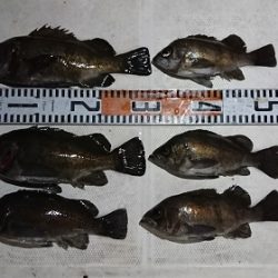 ルアー船マヒマヒ 釣果