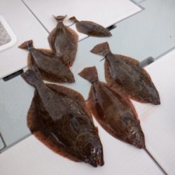 遊漁船 幸友丸 釣果