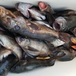 オーフリー 釣果