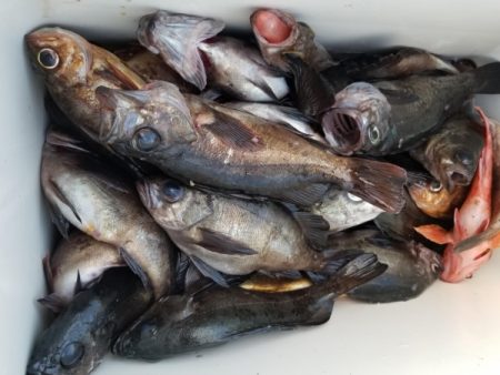 オーフリー 釣果