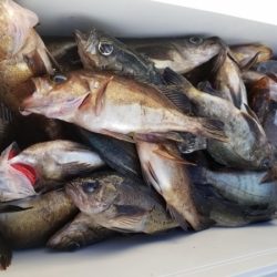 オーフリー 釣果