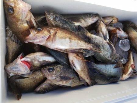 オーフリー 釣果