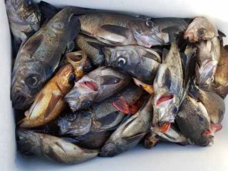 オーフリー 釣果