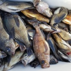 オーフリー 釣果