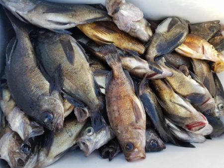 オーフリー 釣果