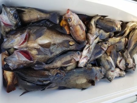 オーフリー 釣果