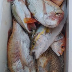 遊漁船 新鋭丸 釣果