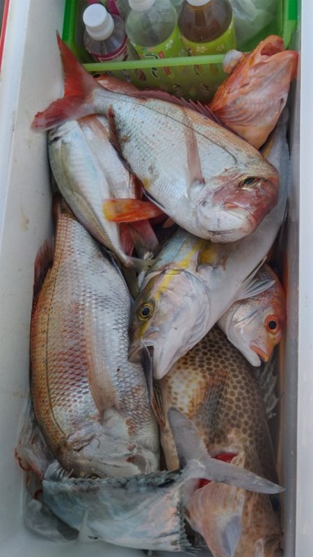遊漁船 新鋭丸 釣果