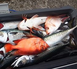 長七丸 釣果