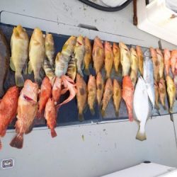 第二一之紀丸(ダイニイチノキマル) 釣果