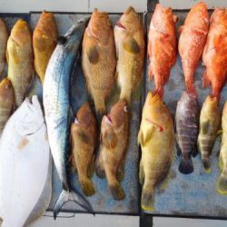 第二一之紀丸(ダイニイチノキマル) 釣果