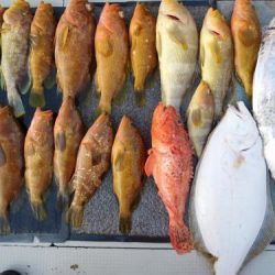 第二一之紀丸(ダイニイチノキマル) 釣果