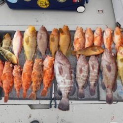 第二一之紀丸(ダイニイチノキマル) 釣果