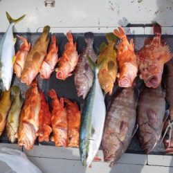 第二一之紀丸（ダイニイチノキマル） 釣果