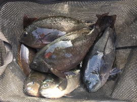 第八有漁丸 釣果