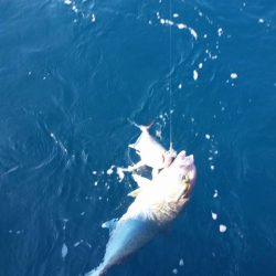 第五慶門丸 釣果