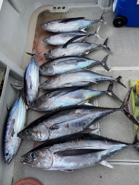 へいみつ丸 釣果