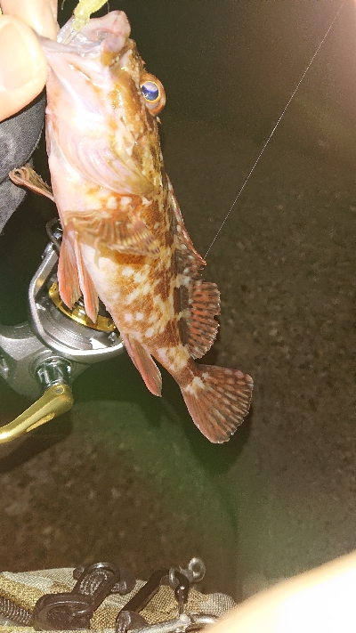 次こそはメバル