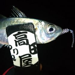 まだいけるアジング！！