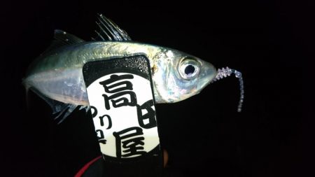 まだいけるアジング！！