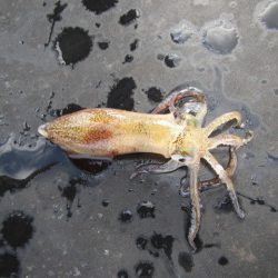 オリジナルメーカー海づり公園(市原市海づり施設) 釣果