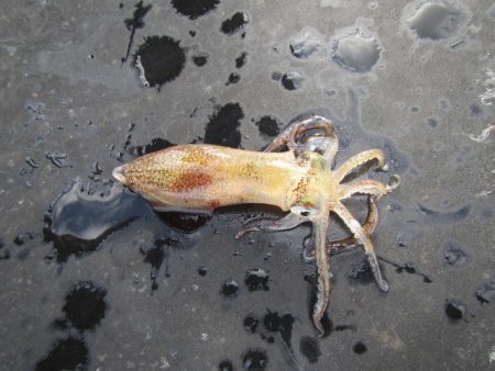 オリジナルメーカー海づり公園(市原市海づり施設) 釣果