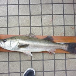 オリジナルメーカー海づり公園(市原市海づり施設) 釣果