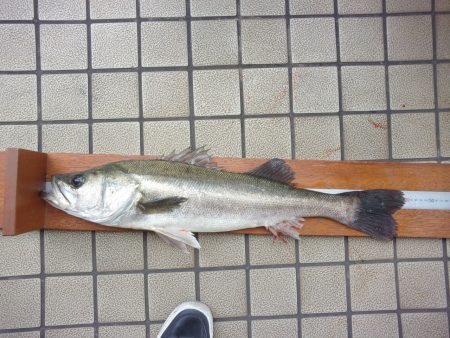 オリジナルメーカー海づり公園(市原市海づり施設) 釣果