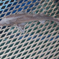 オリジナルメーカー海づり公園(市原市海づり施設) 釣果