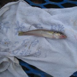 オリジナルメーカー海づり公園(市原市海づり施設) 釣果