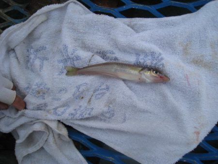 オリジナルメーカー海づり公園(市原市海づり施設) 釣果