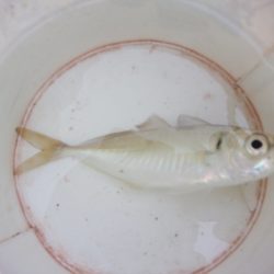 オリジナルメーカー海づり公園(市原市海づり施設) 釣果