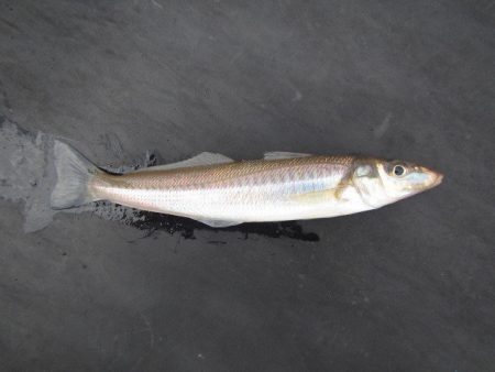 オリジナルメーカー海づり公園(市原市海づり…