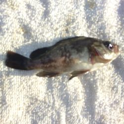 オリジナルメーカー海づり公園(市原市海づり施設) 釣果