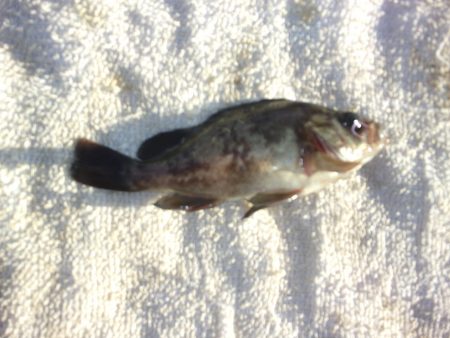 オリジナルメーカー海づり公園(市原市海づり施設) 釣果